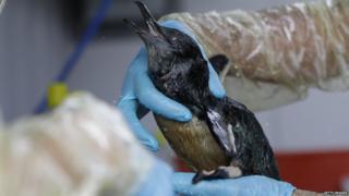 Penguin covered in oil from the spill