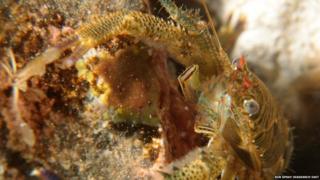 Squat lobster