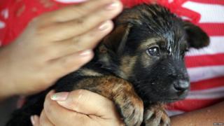 Puppy rescued in the floods