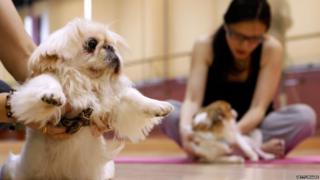 Dog yoga class