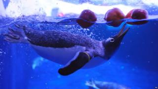 Penguins bobbing for apples at London Zoo