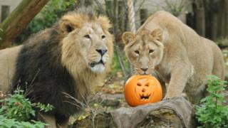 A pair of lions with a pumpkin