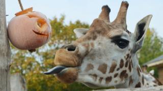 A giraffe and pumpkin