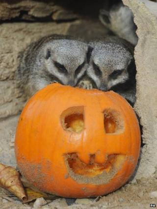 Meerkats with a pumpkin