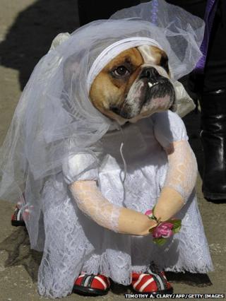 Bulldog dressed as a bride