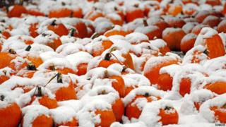 A pumpkin patch covered in snow in Portsmouth, New Hampshire.