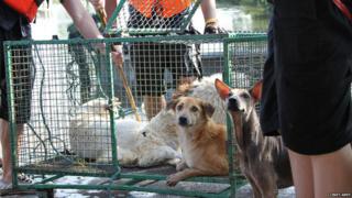 Pet rescuers in Thailand helping dogs who have been stranded by the floods.