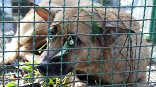 A rescued dog put safely in a cage.