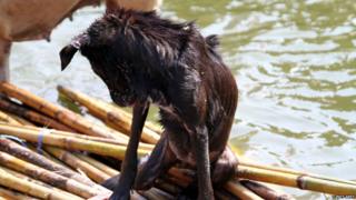 Rescuers put a stranded dog onto a raft.