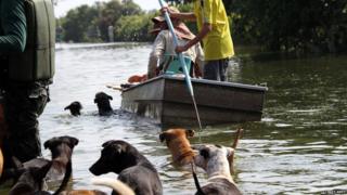 Soi Dog Foundation volunteers looking for stranded dogs.