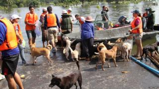 A team of volunteers comes back to dry land with rescued dogs.