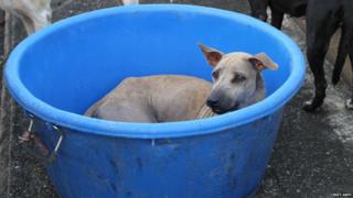 A dog rescued from the Thailand floods finds a new home.
