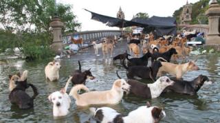 Thousands of pets including loads of dogs have been stranded in the floods.