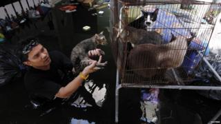 Cats have also become stranded in the waters.