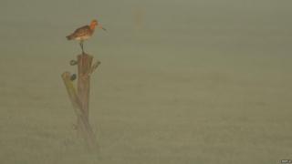 A black tailed godwit bird in the mist