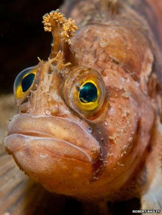 A yarrell's blenny fish