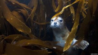 A seal in kelp