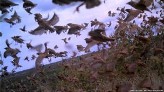 Flight of the red-billed Quelea
