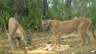 male and female panther