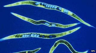 Nematode worms (credit: SPL)