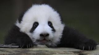 Baby Panda on a log