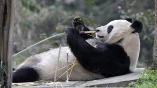 Panda lying down eating bamboo