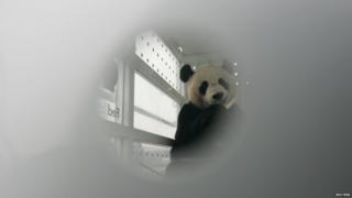 Giant panda in his flight container