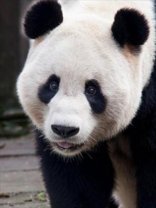 Giant panda