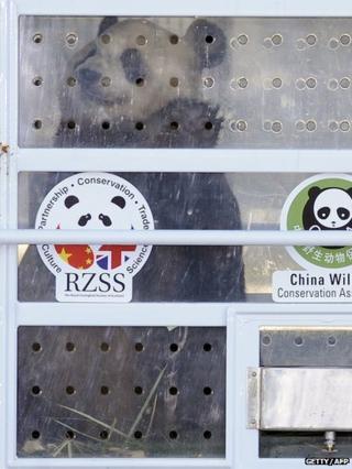 Panda in a travel crate