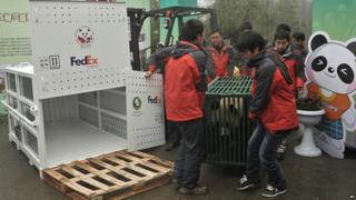 Panda being carried in a crate