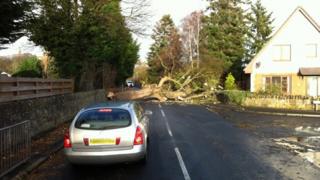 Fallen tree in Fife (photo from Craig/Anna Stephenson)