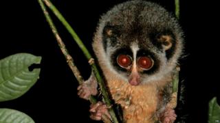 Montane slender loris