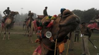 Camel dressed up in parade