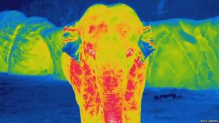 Thermal image of Asian elephant at night