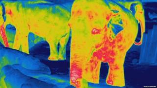 Thermal image of Asian elephants at night