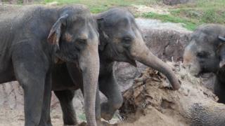 Asian elephants