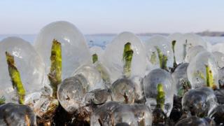 Reed sprouts covered with thick ice at a lake in northern Germany.