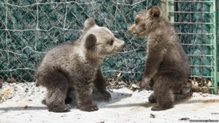Orphaned bear cubs at rehabilitation centre