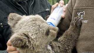 Little John being hand fed by caretakers