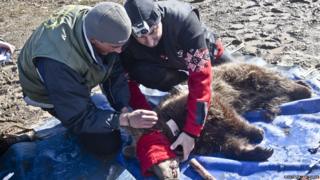 Cub being fitted with a satellite collar