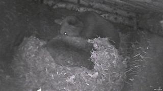 Picture taken from den webcam