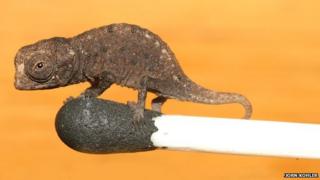 A young Brookesia micra chameleon standing on the head of a match