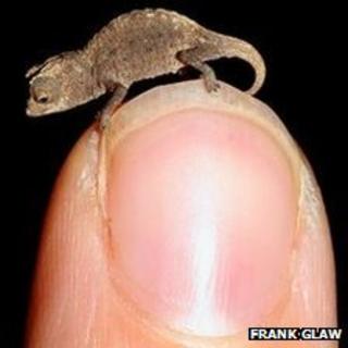 A young Brookesia micra chameleon on a thumbnail
