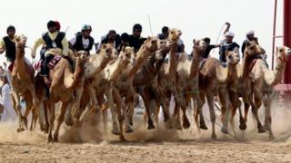 Camel racing in Abu Dhabi