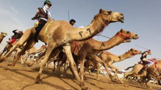 Camel racing in Abu Dhabi