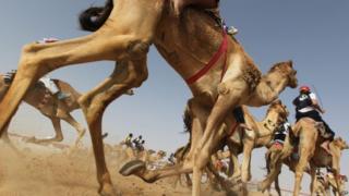 Camel racing in Abu Dhabi