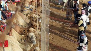 Camel racing in Abu Dhabi