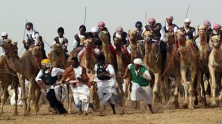 Camel racing in Abu Dhabi
