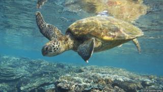Green Turtle
