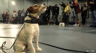 Uggie